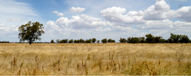 rural-remote-nursing-nsw-alliance